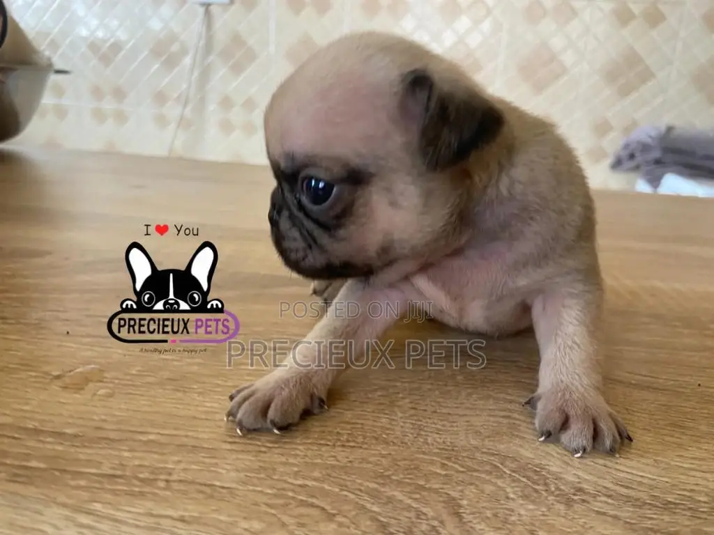 1-3 Months Female Purebred Pug