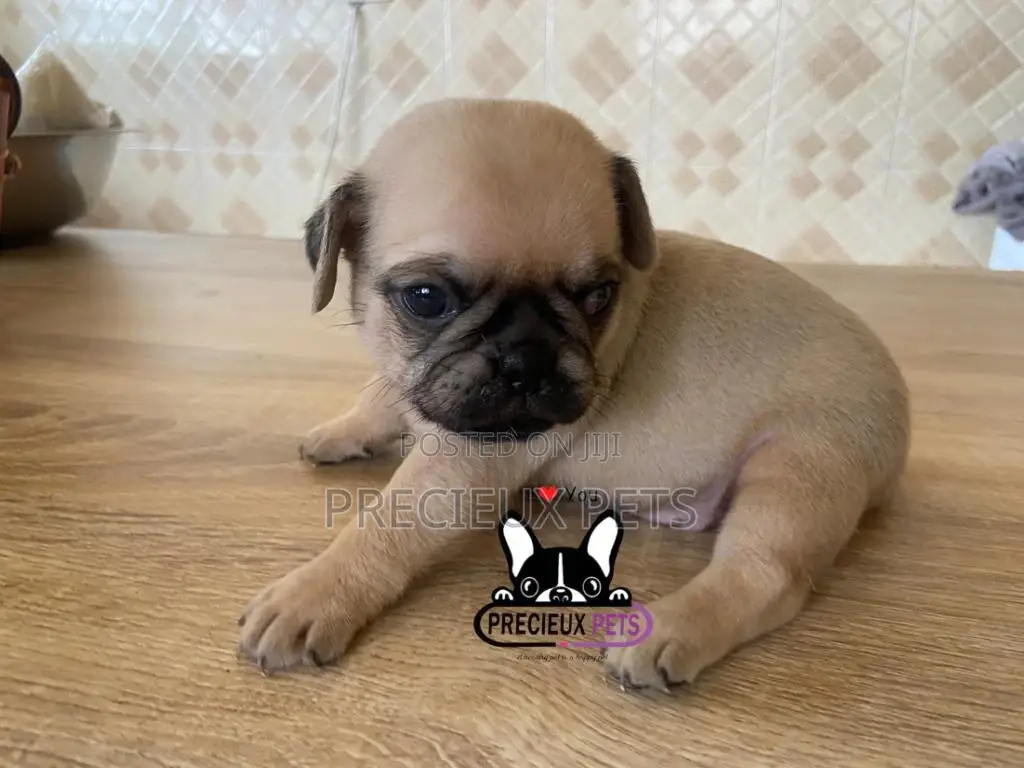 1-3 Months Female Purebred Pug