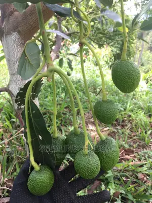 Hass Avocado Seedlings Available
