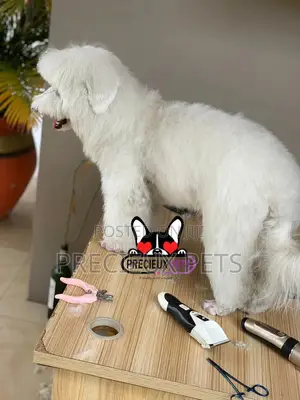 Miniatures Poodle Grooming Service