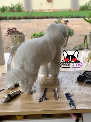 Miniatures Poodle Grooming Service