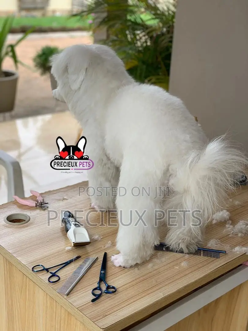 Miniatures Poodle Grooming Service