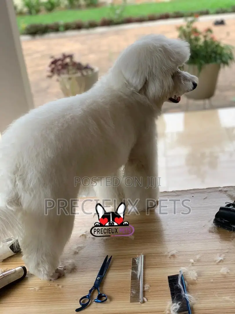 Miniatures Poodle Grooming Service