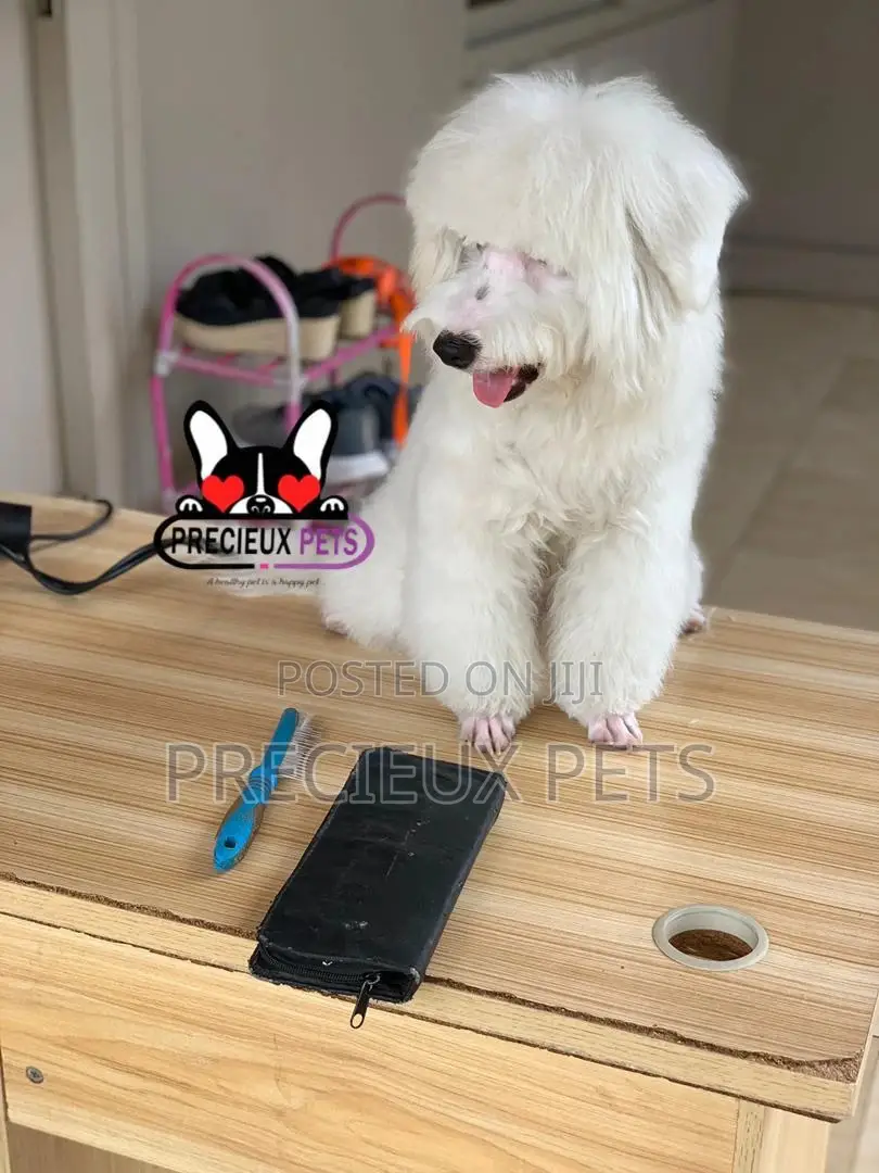 Miniatures Poodle Grooming Service