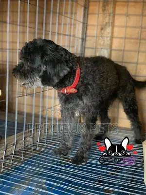 1+ Year Female Purebred Poodle