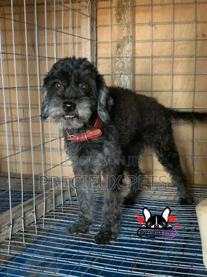 1+ Year Female Purebred Poodle