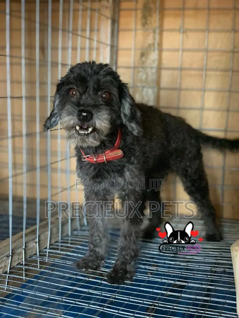 1+ Year Female Purebred Poodle