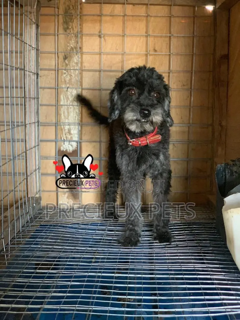 1+ Year Female Purebred Poodle