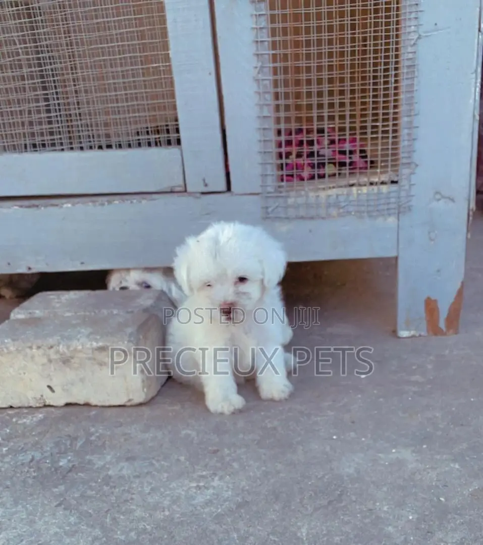 1-3 Months Male Purebred Poodle