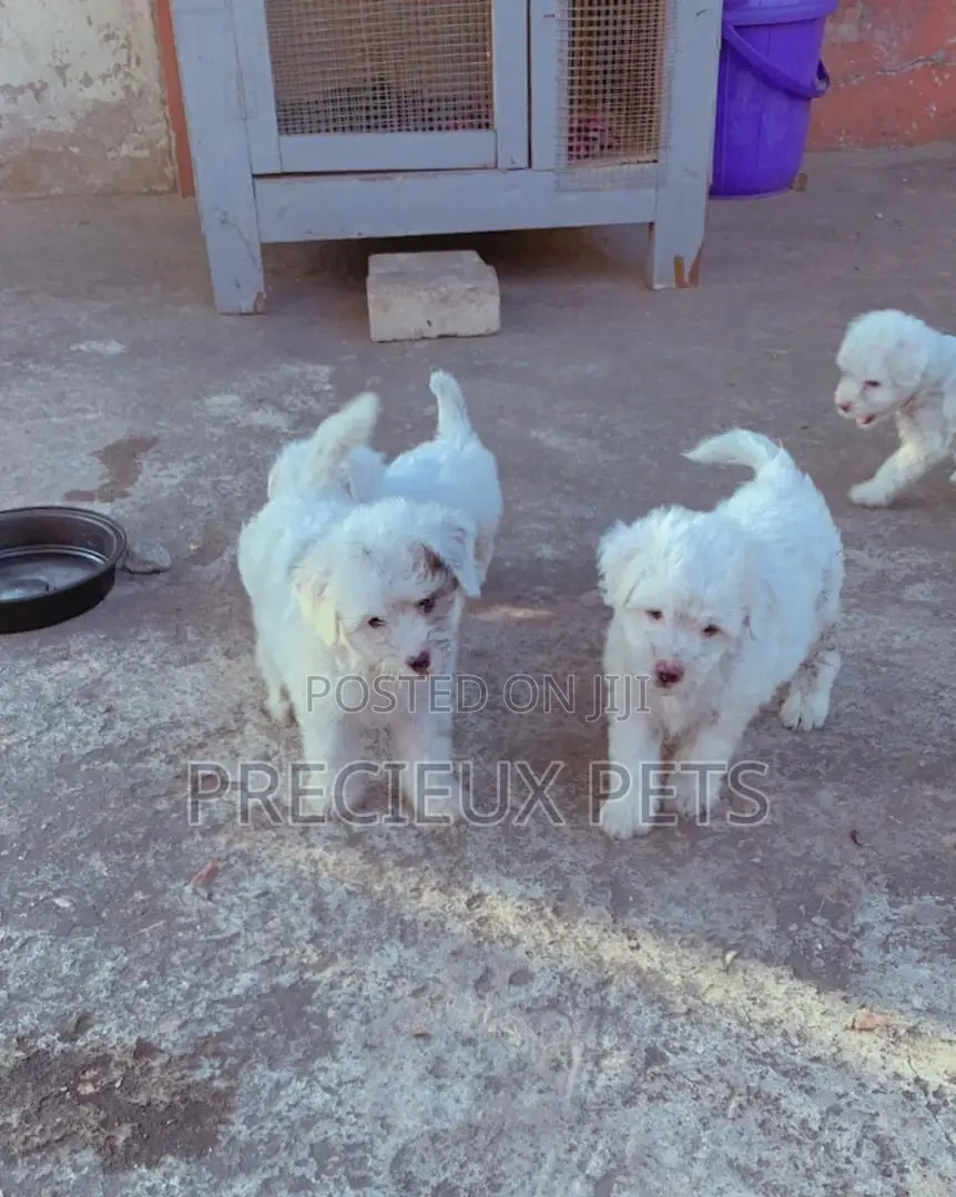 1-3 Months Male Purebred Poodle
