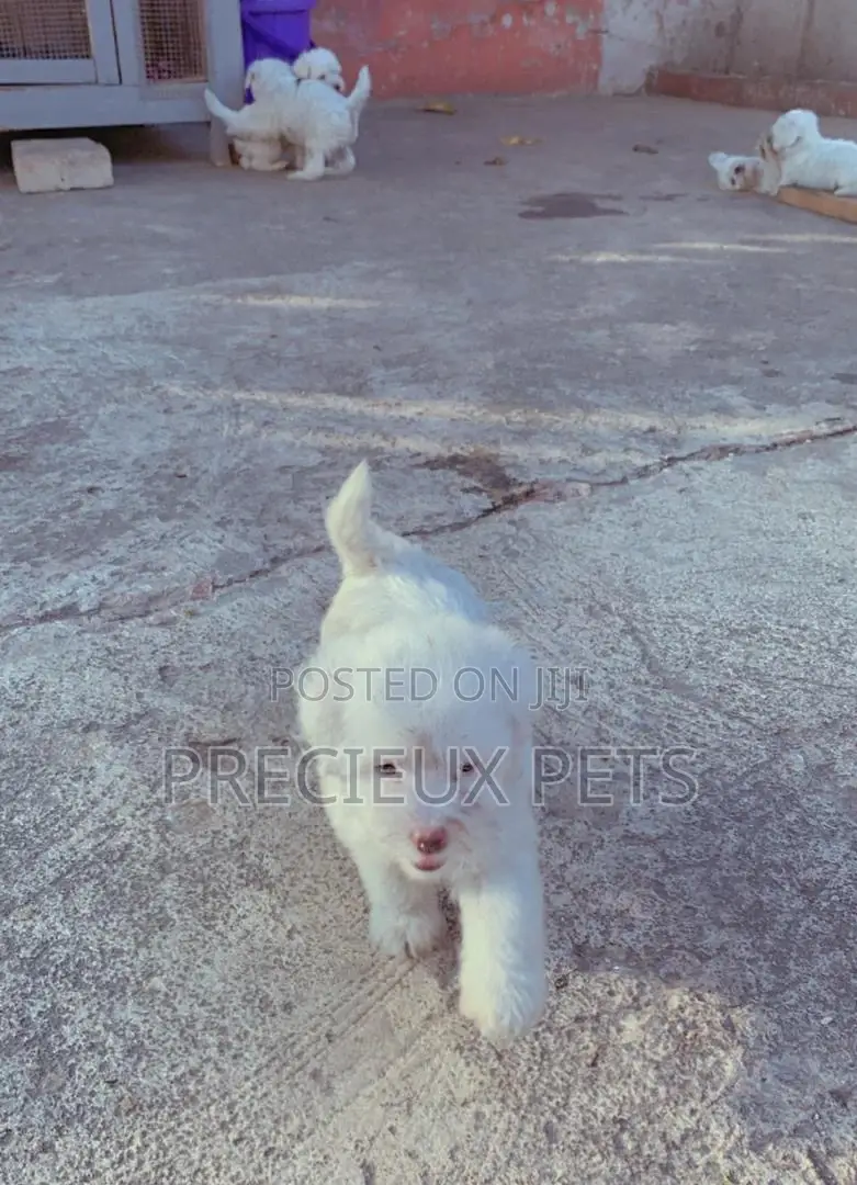 1-3 Months Male Purebred Poodle