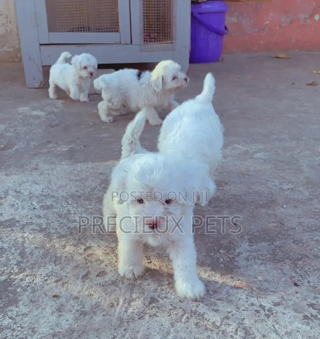 1-3 Months Male Purebred Poodle