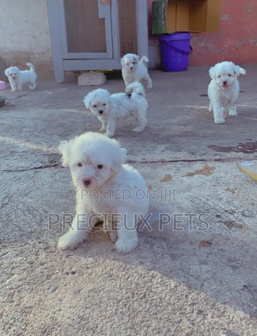 1-3 Months Male Purebred Poodle