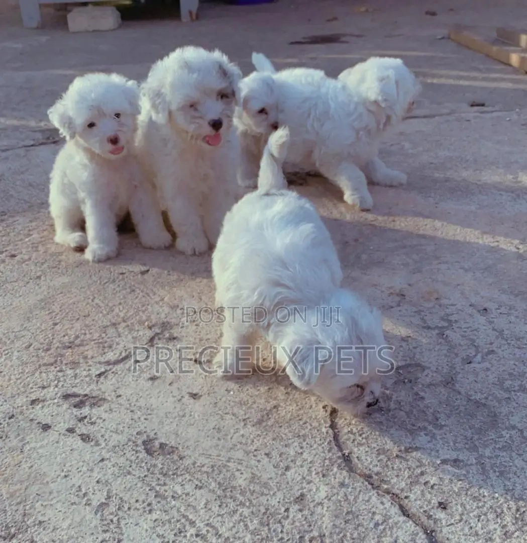 1-3 Months Male Purebred Poodle