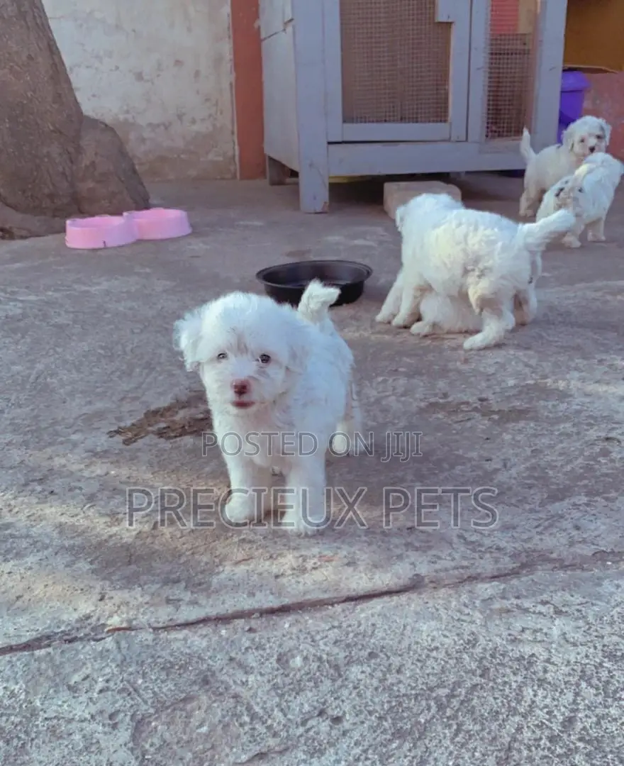 1-3 Months Male Purebred Poodle
