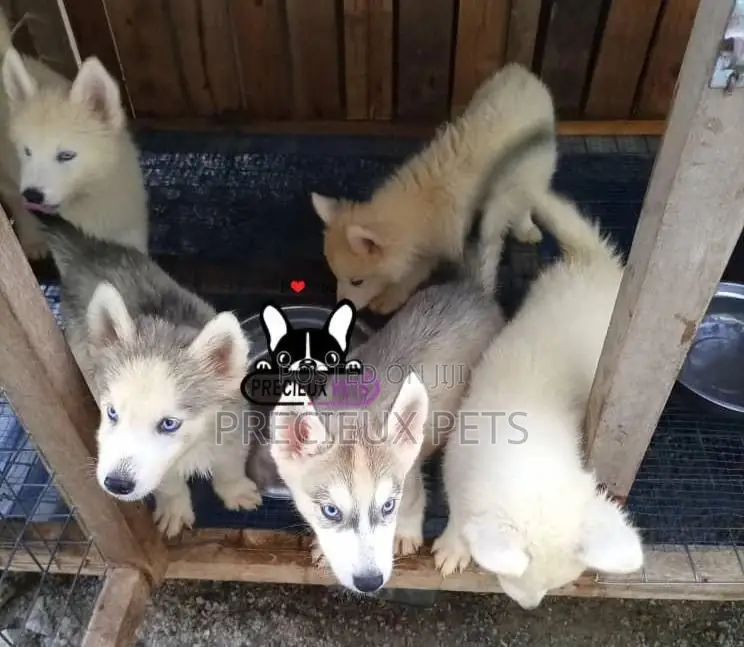 1-3 months Female Purebred Siberian Husky