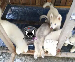 1-3 months Female Purebred Siberian Husky