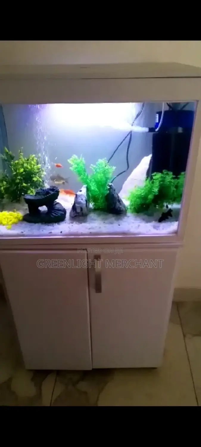 Aquarium and Accessories