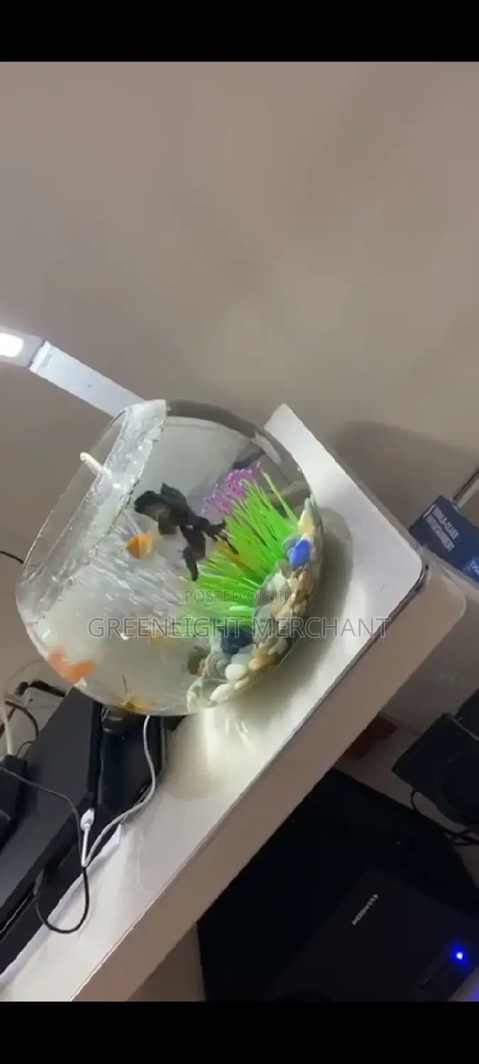 Aquarium and Accessories