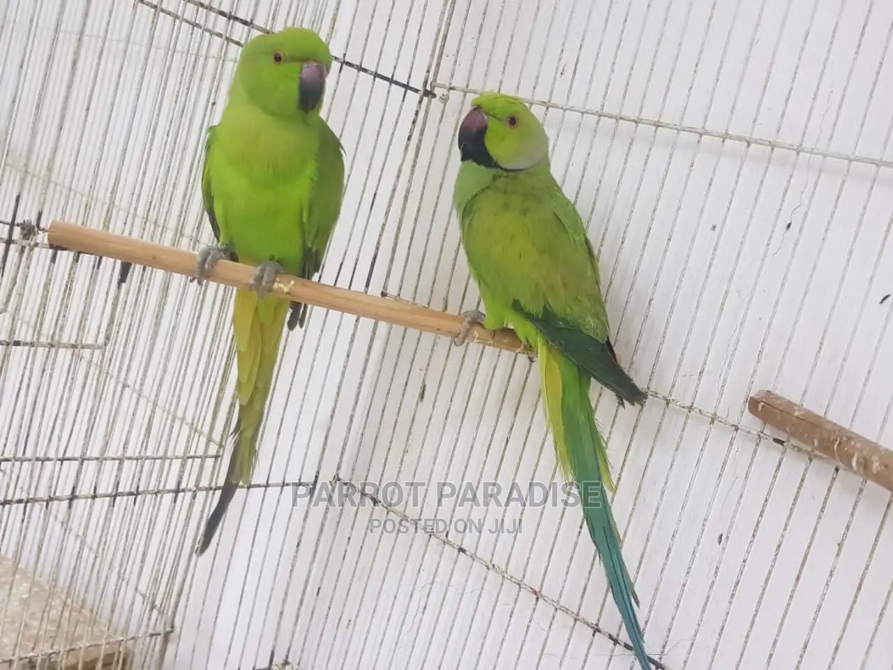 Indian Rose Ringneck Parrot