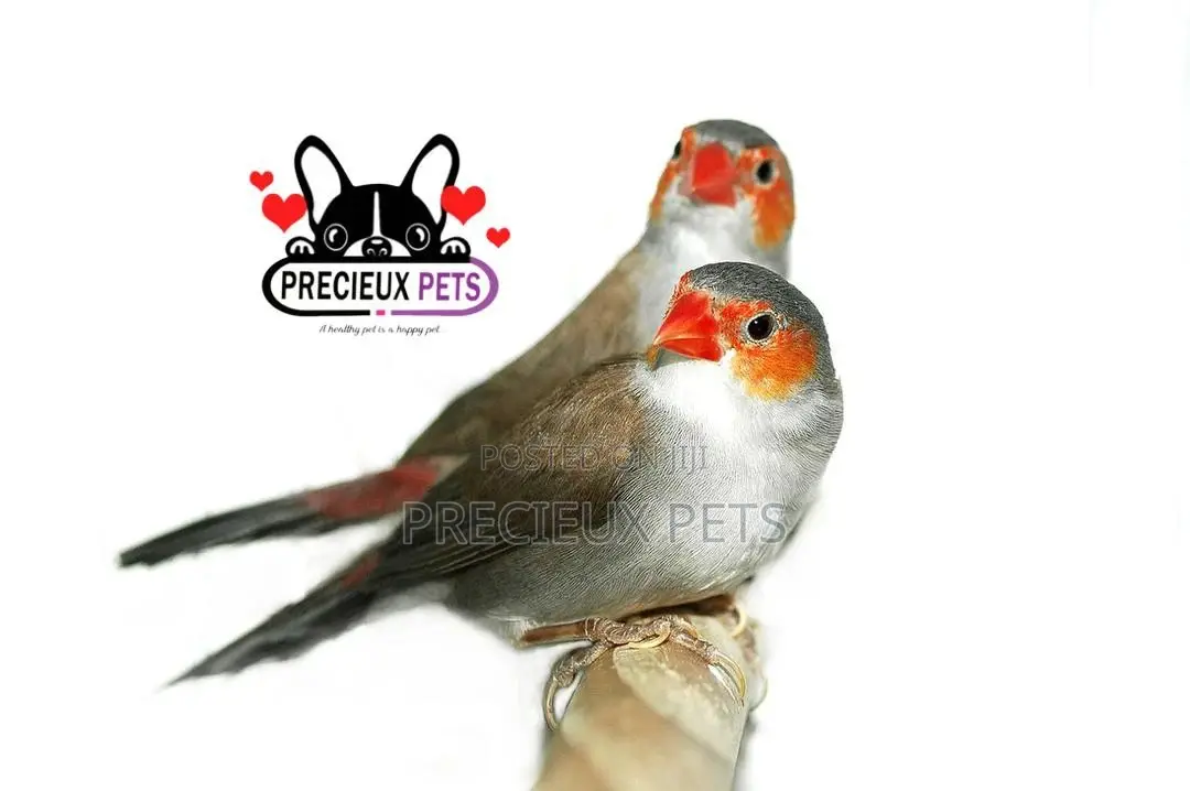 Orange Cheeked Waxbill Bird