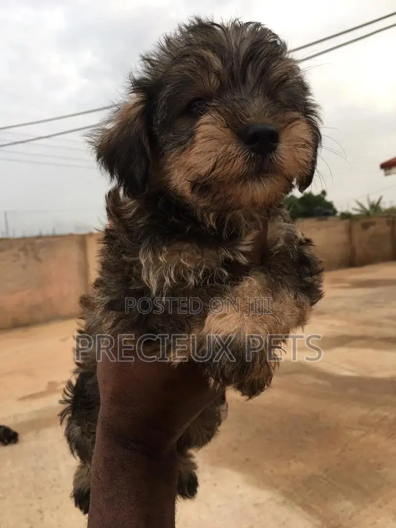 1-3 Months Male Mixed Breed Yorkipoo