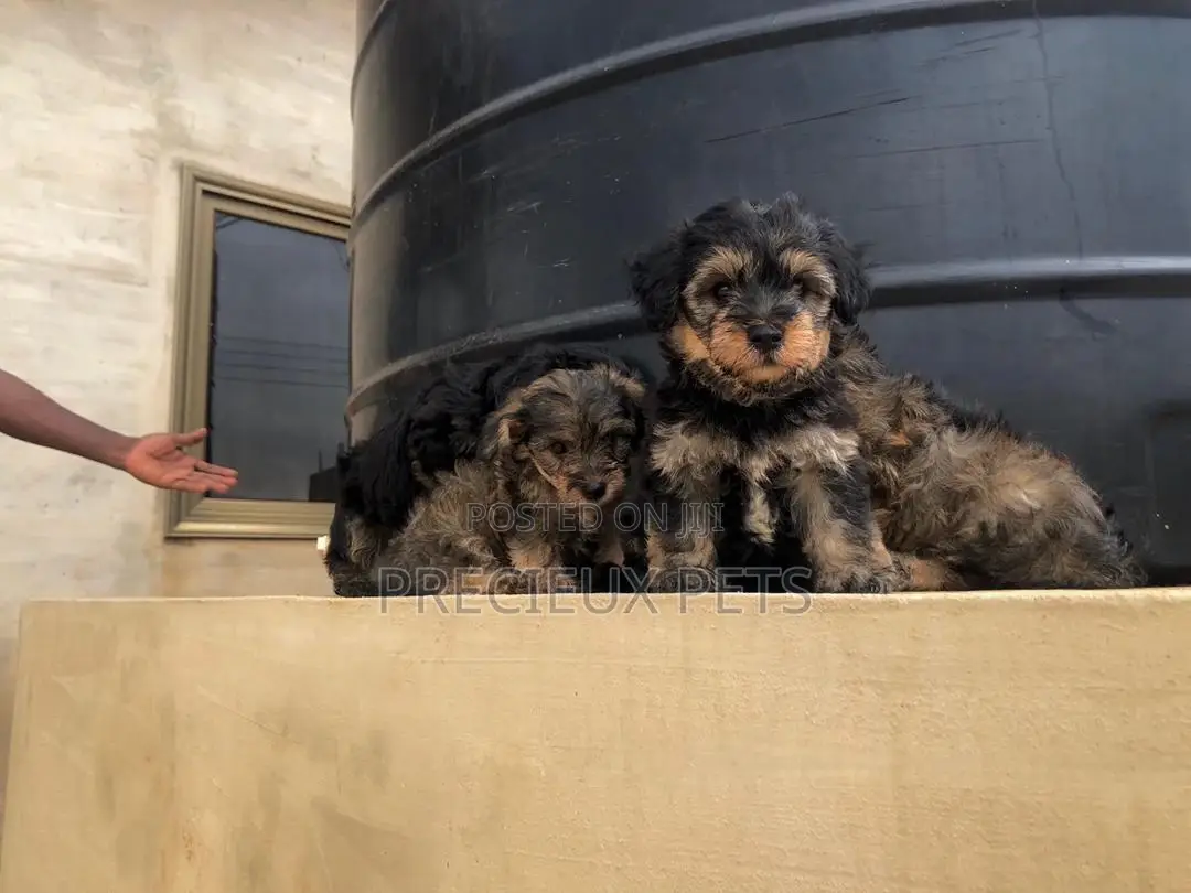 1-3 Months Male Mixed Breed Yorkipoo