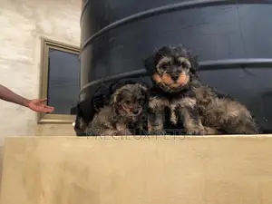 1-3 Months Male Mixed Breed Yorkipoo