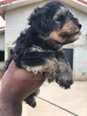 1-3 Months Male Mixed Breed Yorkipoo