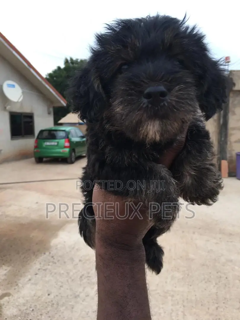 1-3 Months Male Mixed Breed Yorkipoo