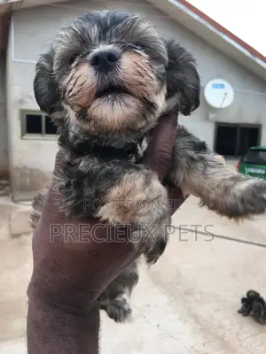 1-3 Months Male Mixed Breed Yorkipoo