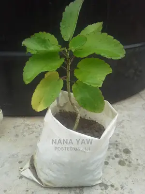 Tameawu Life Plant Susumasa Fertility Plant