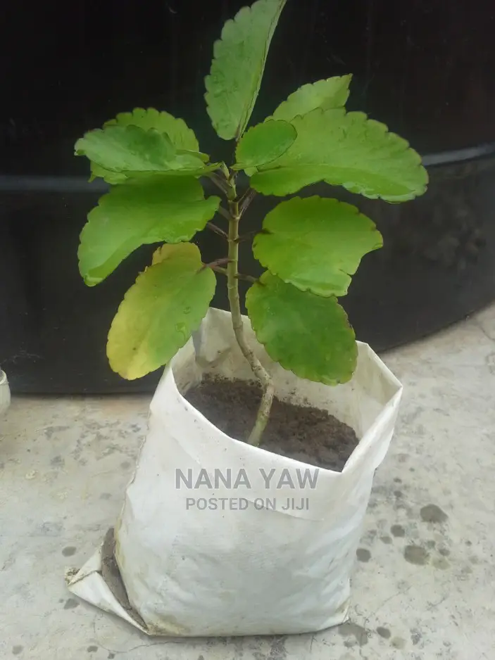 Tameawu Life Plant Susumasa Fertility Plant
