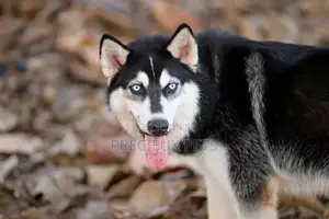 Stud Services/Mating/ Crossing for Siberian Husky