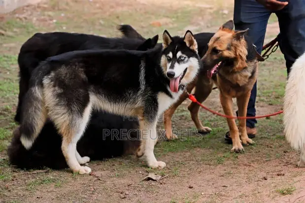 German Shepherd Husky Dog Mating Stud Services/Mating