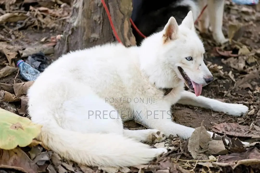 Stud Services/Mating/ Crossing for Siberian Husky