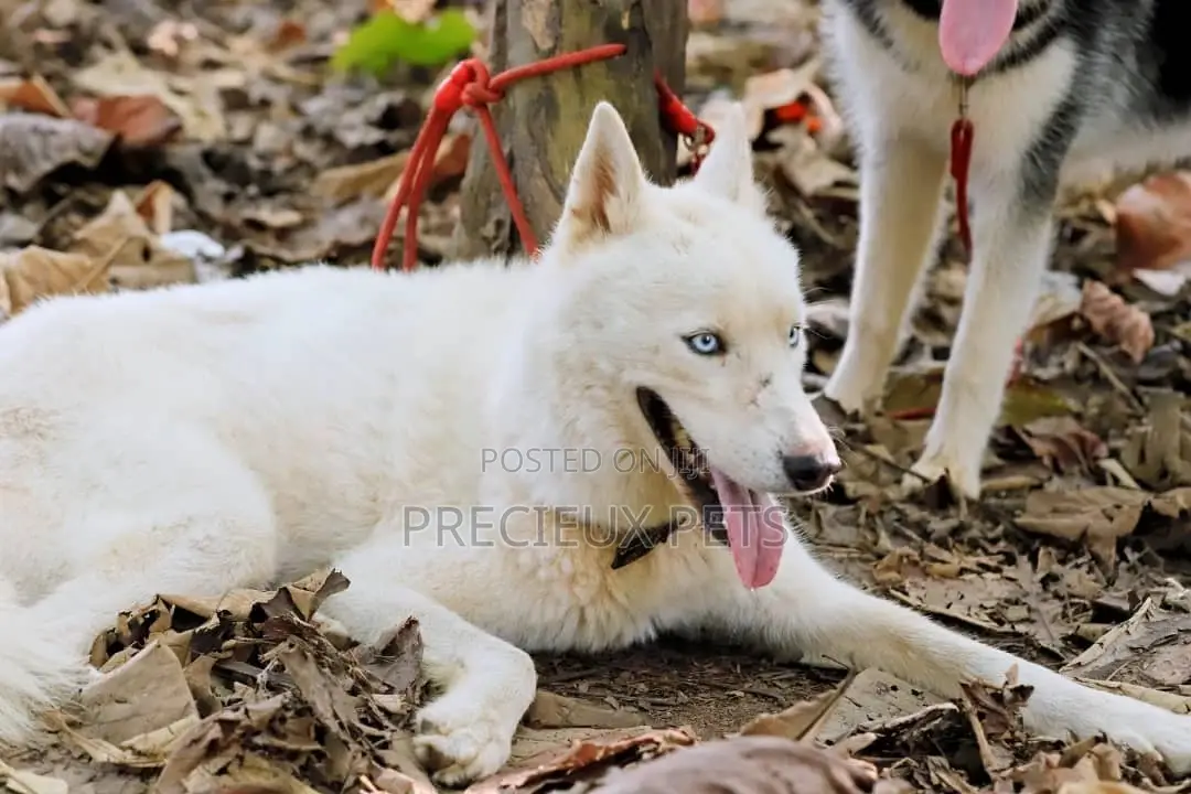 Stud Services/Mating/ Crossing for Siberian Husky