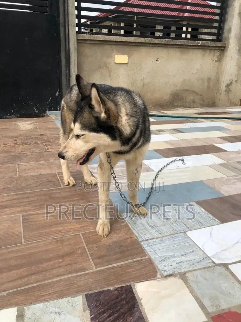 Stud Services/Mating/ Crossing for Siberian Husky