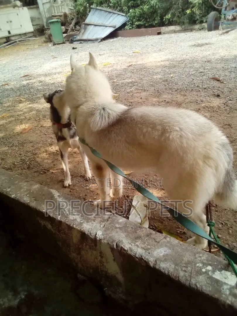 Stud Services/Mating/ Crossing for Siberian Husky