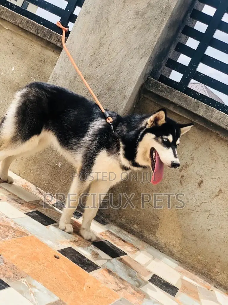 Stud Services/Mating/ Crossing for Siberian Husky