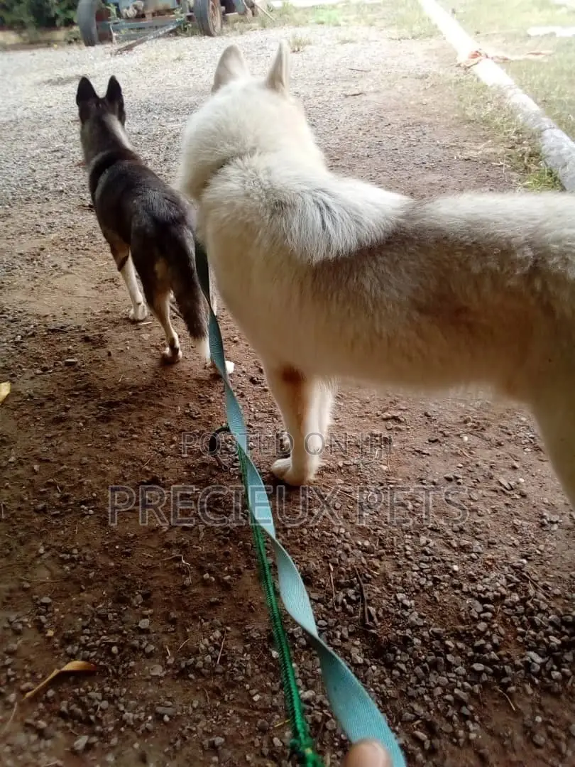 Stud Services/Mating/ Crossing for Siberian Husky