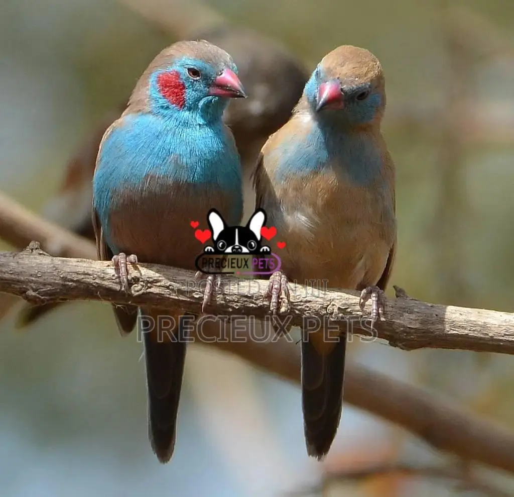 Red-Cheeked Cordon-Bleu
Birds