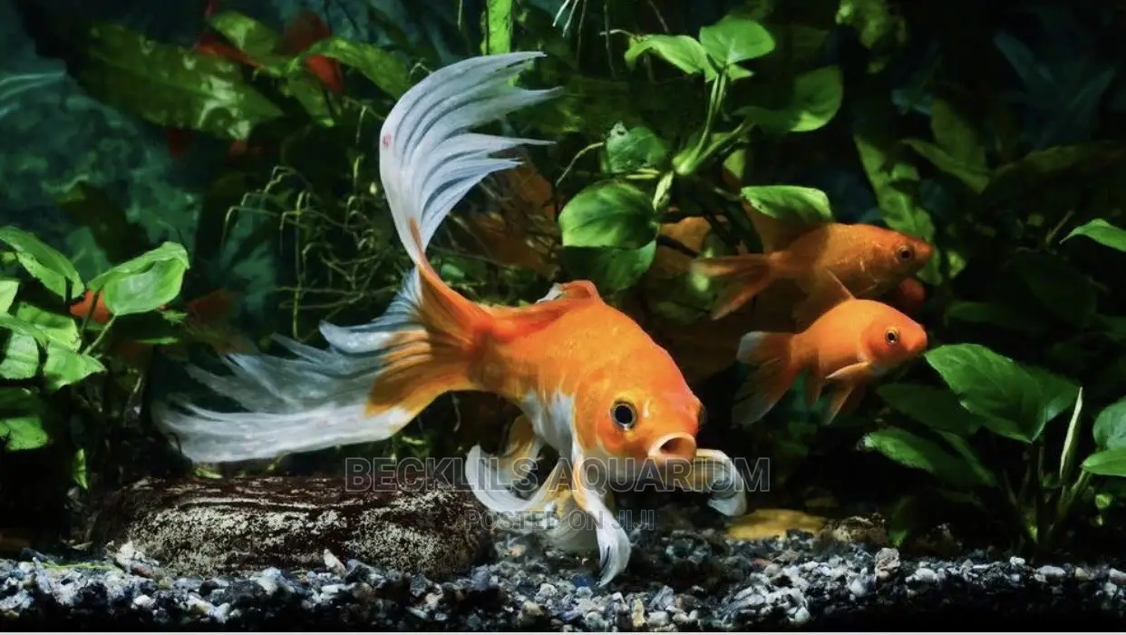Gold Fishes and Koi’S