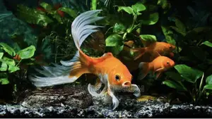 Gold Fishes and Koi’S