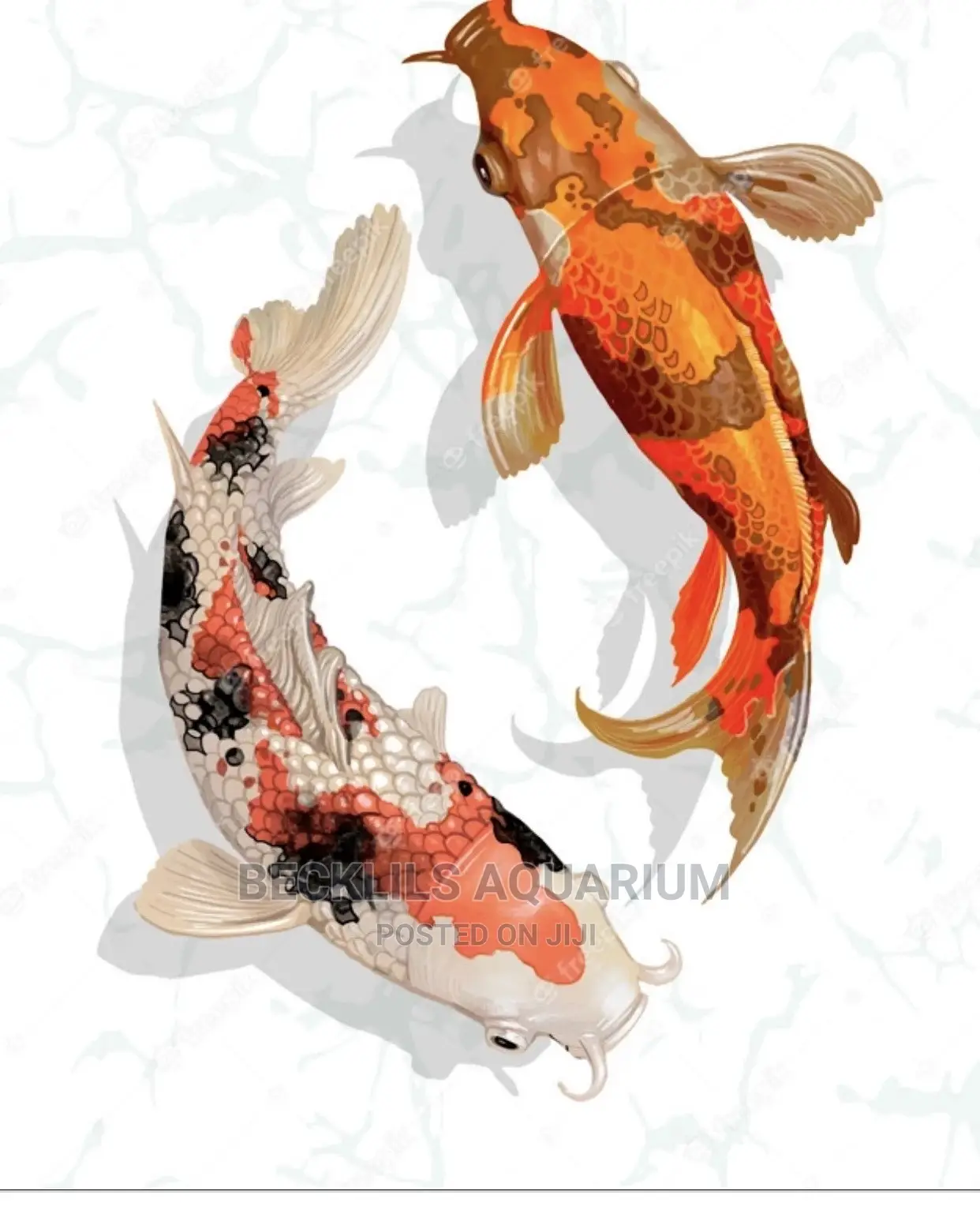 Gold Fishes and Koi’S