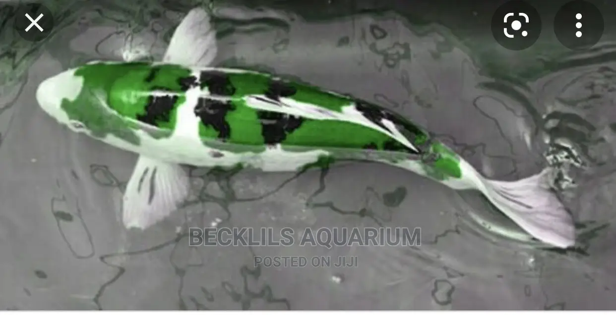 Koi Fishes