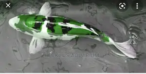 Koi Fishes
