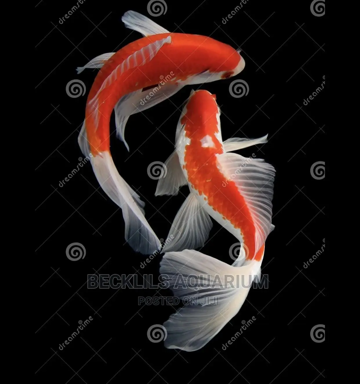 Koi Fishes