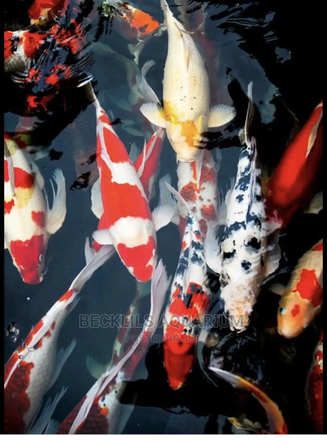 Koi Fishes