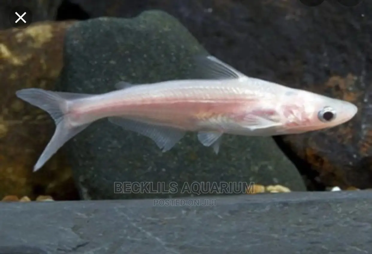 Shark Fishes